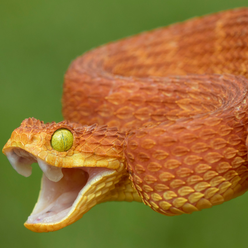 Horóscopo Chamánico: Serpiente